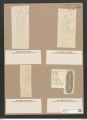 Navicula entomon Ehrh. (de-Toni-Nr.: Genus 1, Species 248) Zeichnungen Sammlung Grunow Nr. 590 (NHMW-BOT-W0366948)